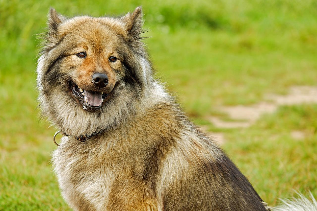 Siberian Husky: Piękny i energiczny pies zaprzęgowy
