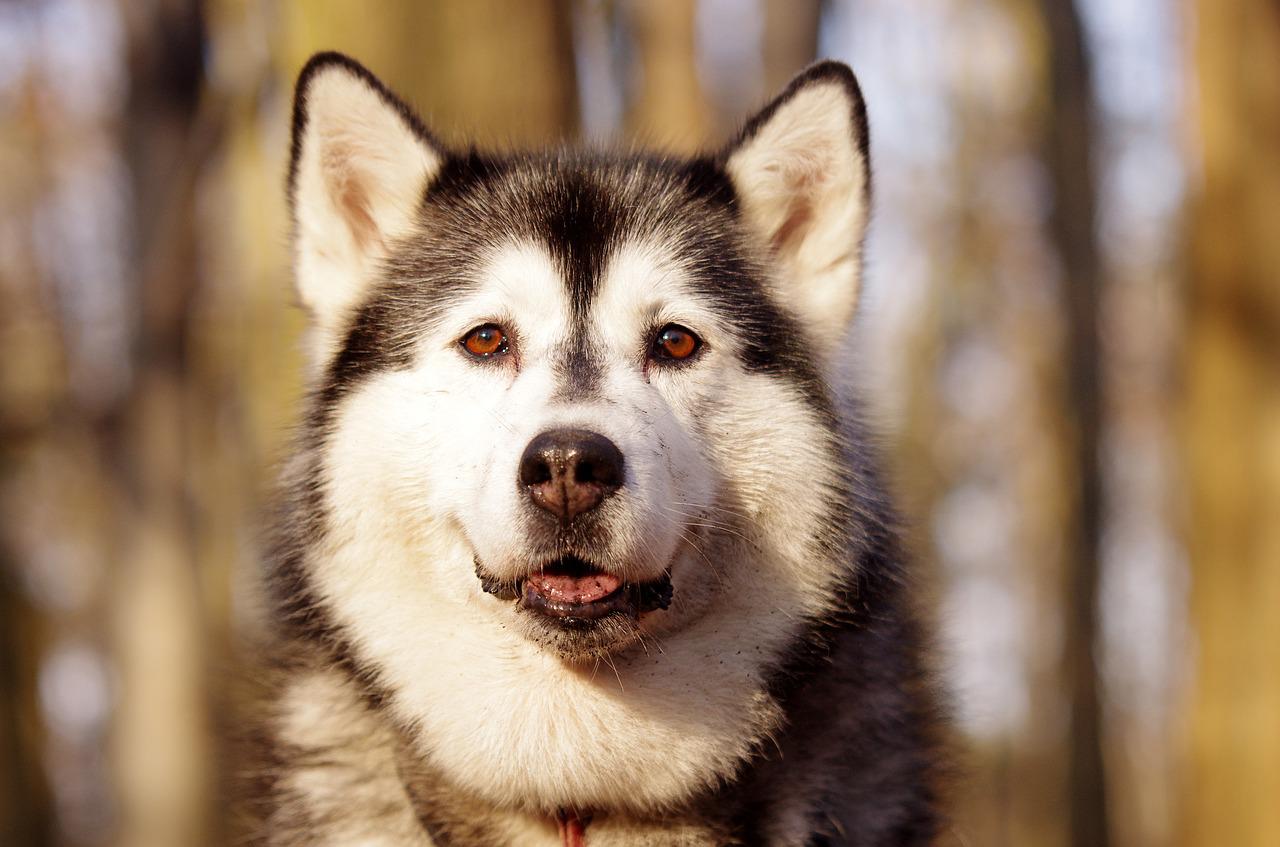 10 Najlepszych ras psów dla początkujących