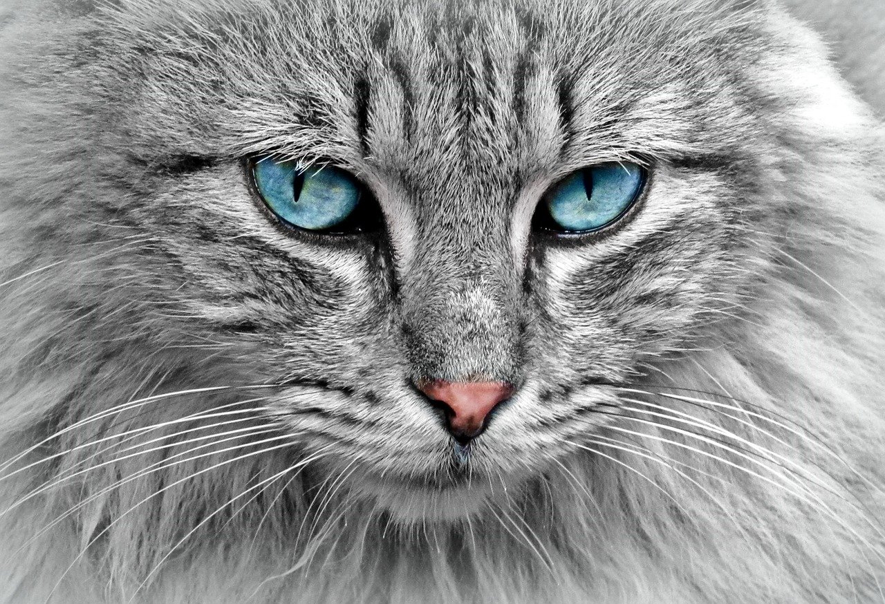 Jak pielęgnować kocie oczy: Higiena i dbanie o zdrowe oczy kota