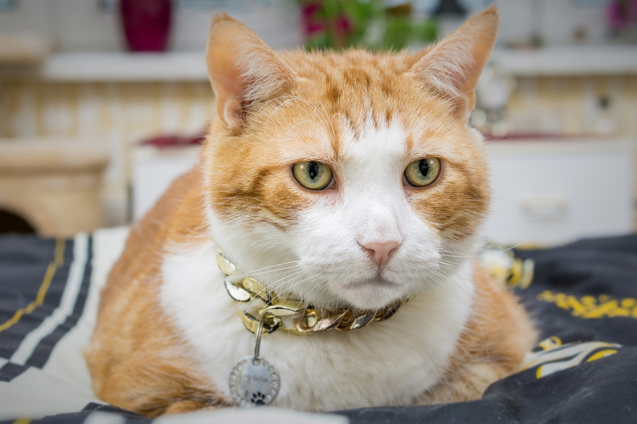 Koty a drapaki: Jak wybrać i korzystać z drapaka dla zdrowych łapek i mebli