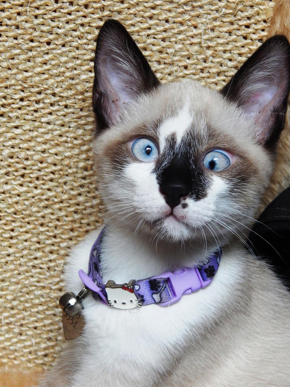 Jak wybrać najlepszy sweterek dla kota dla swojego pupila