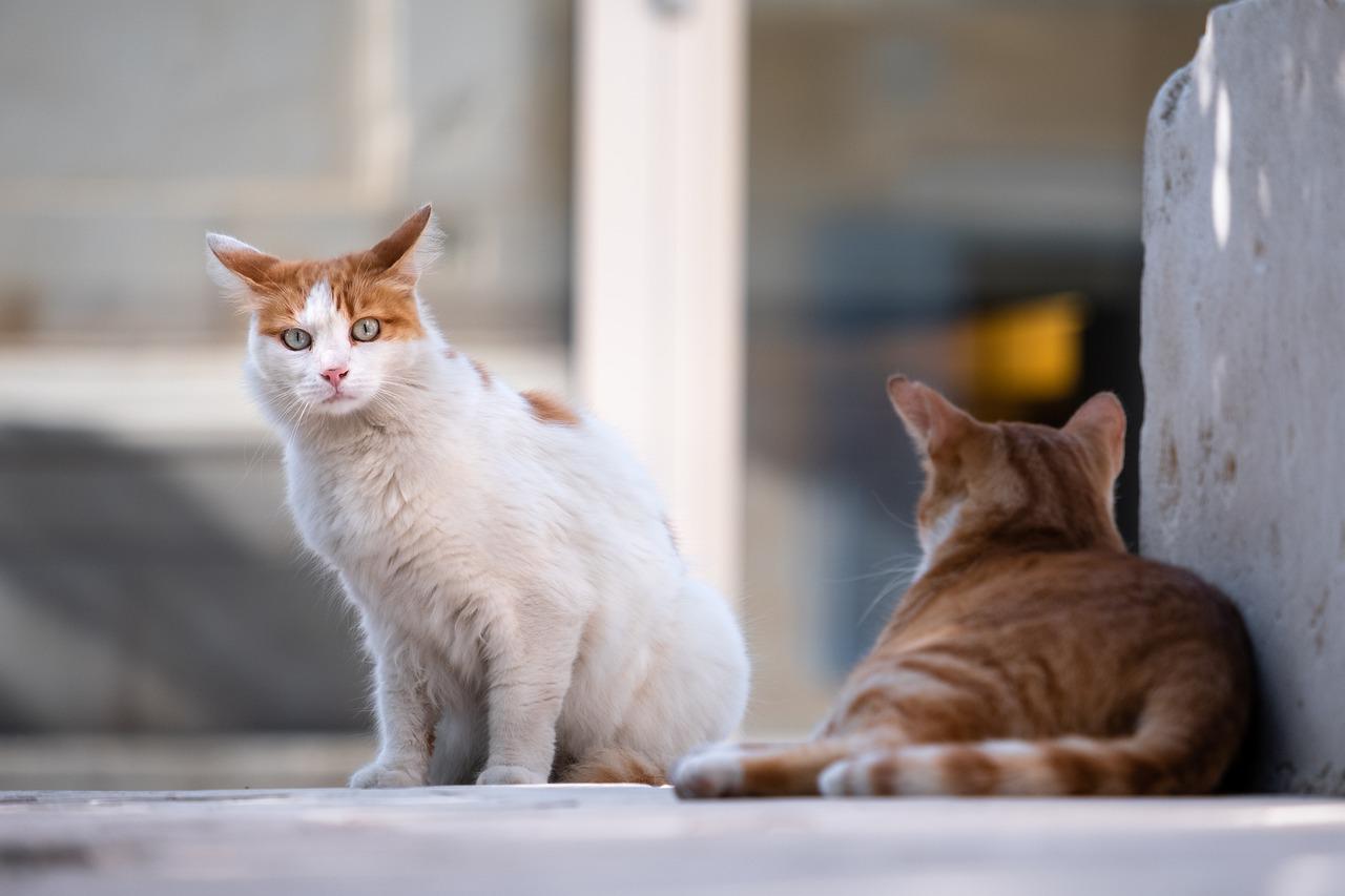 Koty a zmiana miejsca zamieszkania: Jak pomóc kotu adaptować się do nowego domu