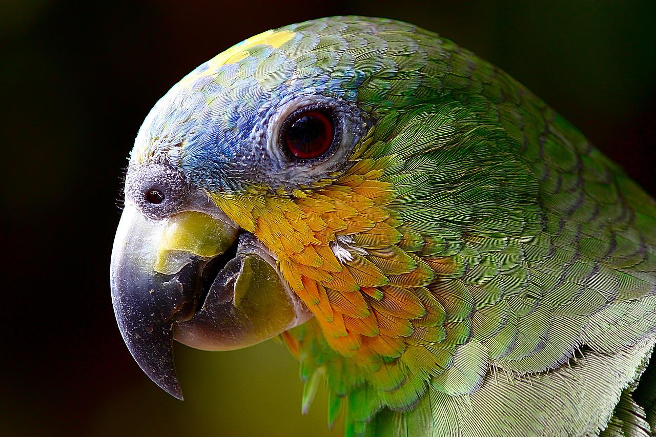Gadające papugi – najlepsze zwierzątka dla dzieci