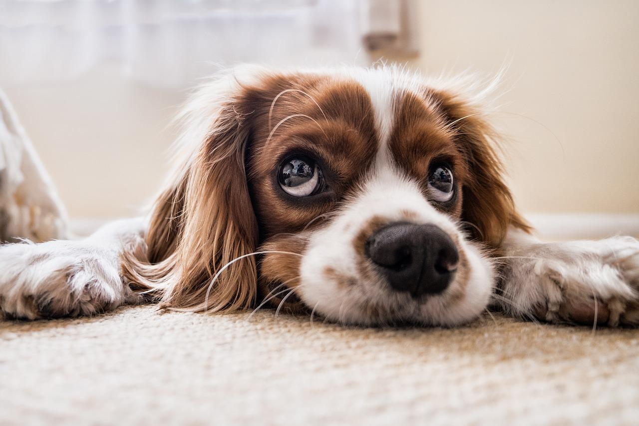 Pielęgnacja psa: Jak dbać o zdrowie i higienę swojego pupila