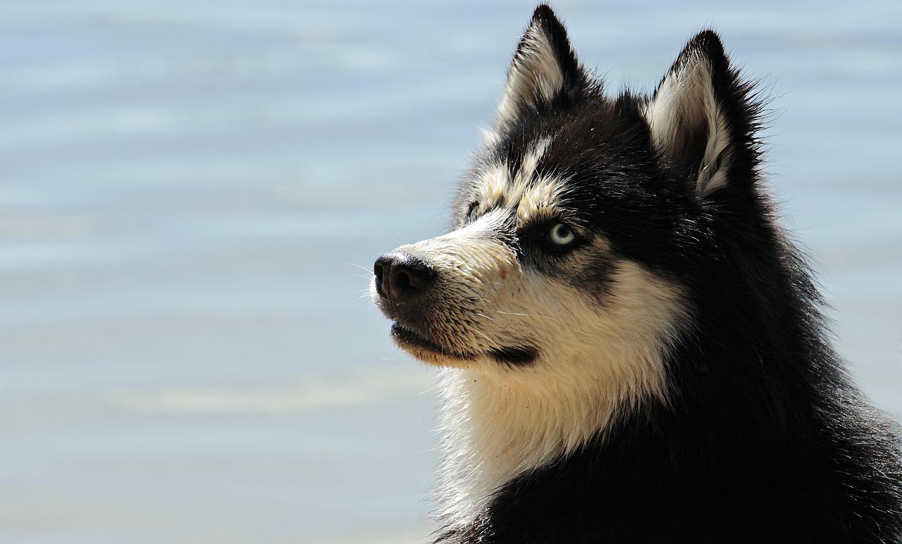 Sznaucer olbrzym: Potężny i inteligentny pies obronny