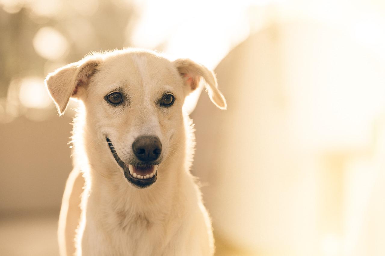 Zaburzenia lękowe u psów: Jak pomóc swojemu pupilowi