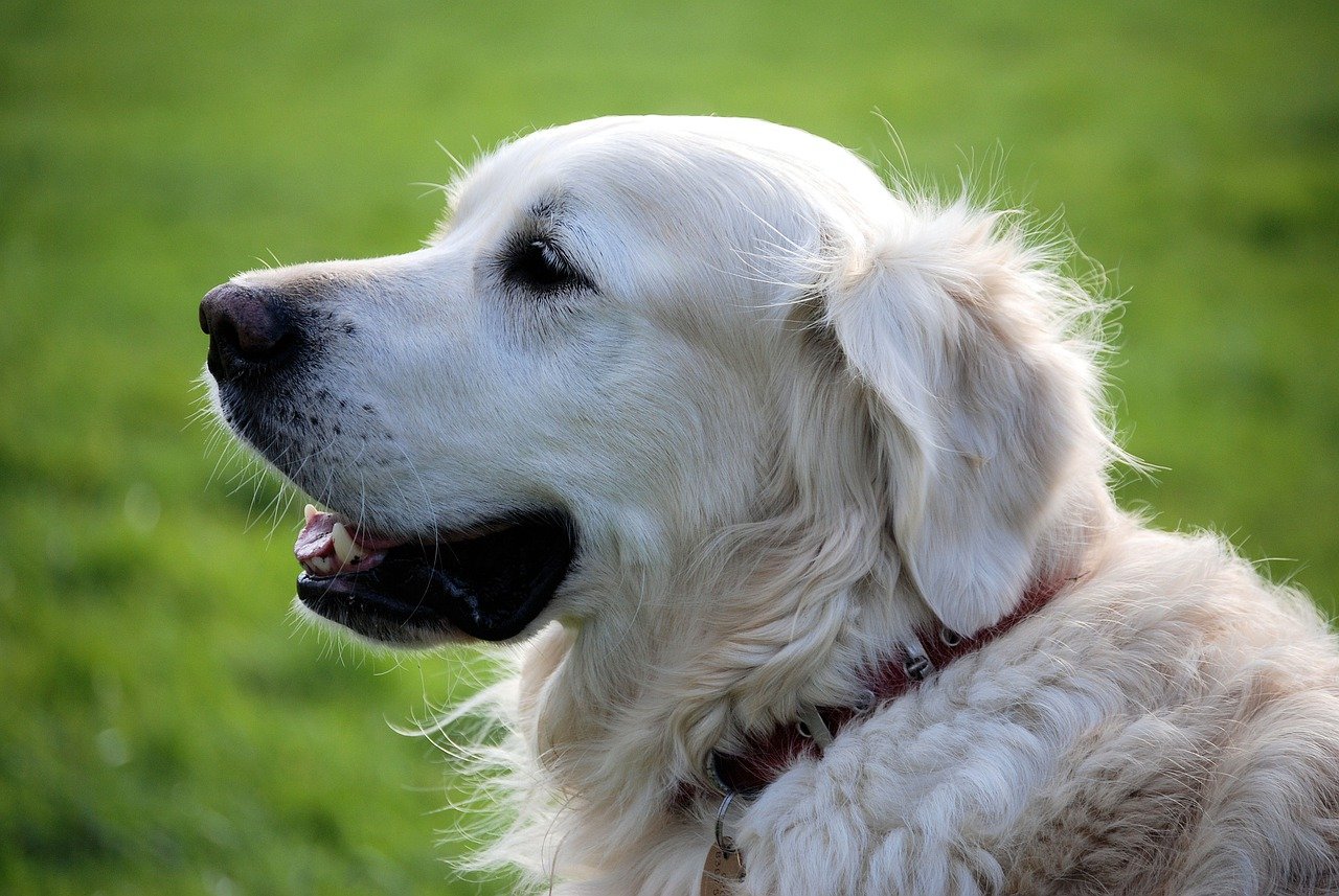 Cavalier King Charles Spaniel: Czuły i lojalny pies rodzinny