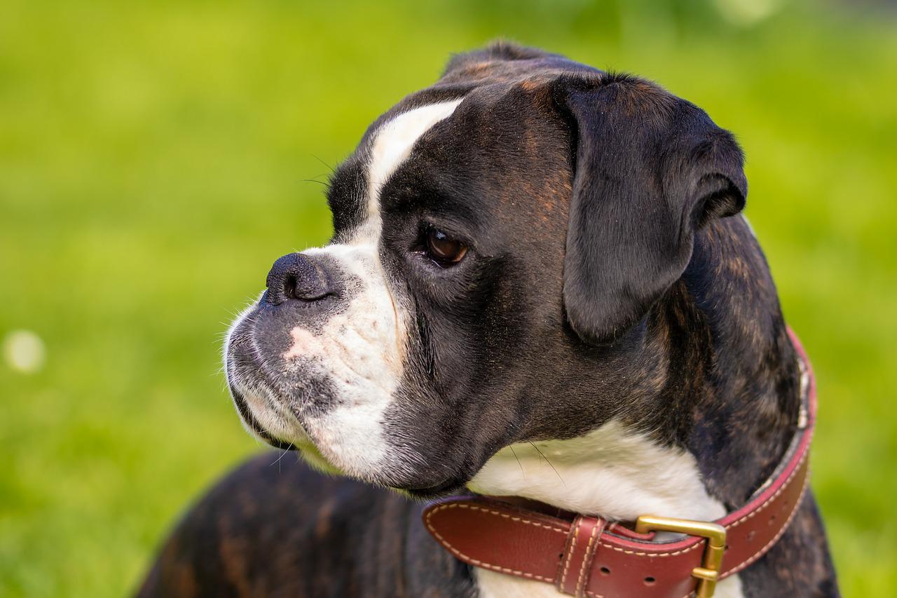 5 rzeczy, które warto wiedzieć o rasach psów rasy Boxer