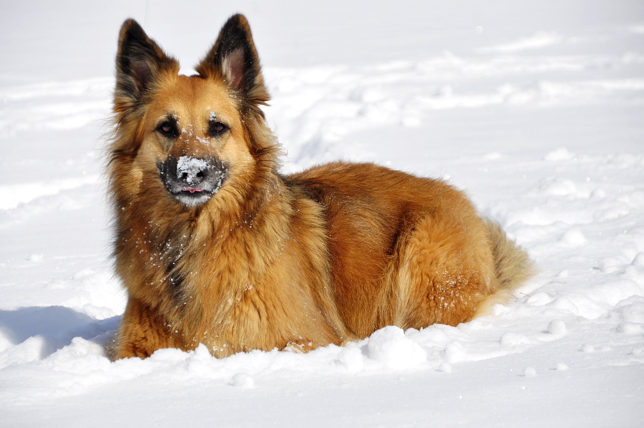 Jak utrzymać psa w zdrowiu zimą