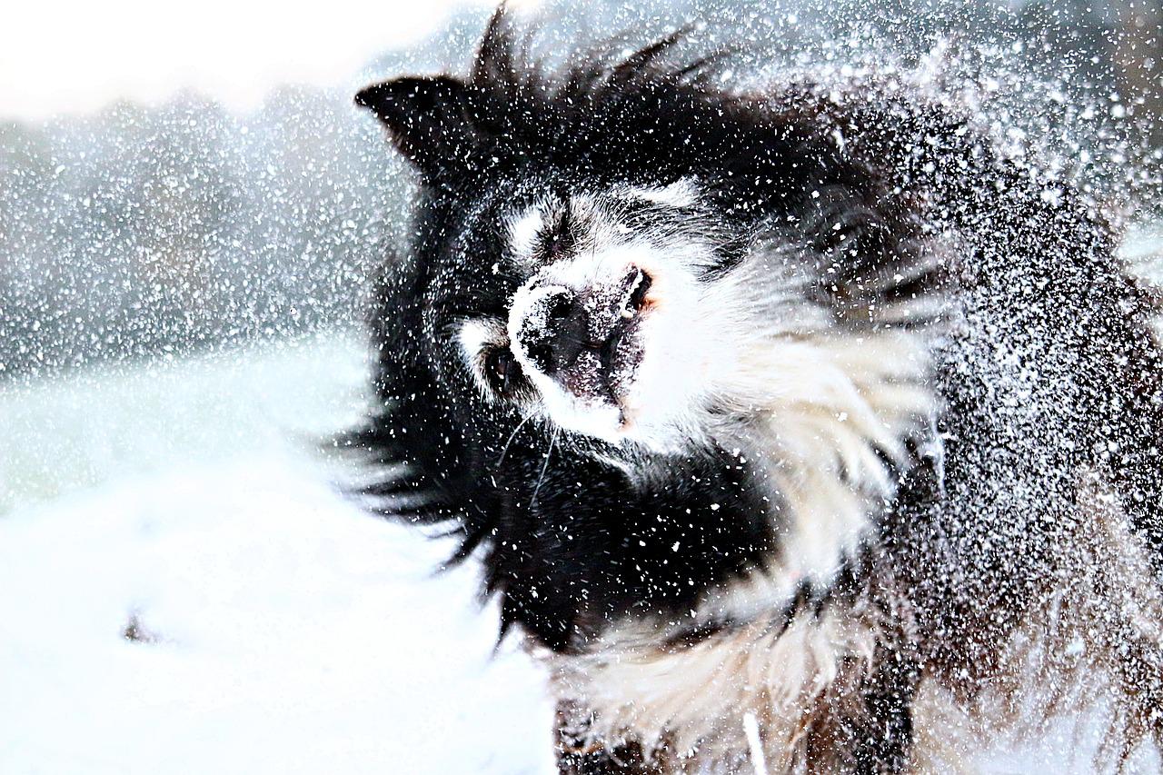 Pomeranian: Mały pies z ogromnym charakterem