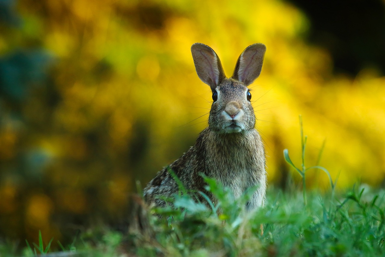 Granulaty dla królików – dlaczego warto wybrać tę formę karmy dla swojego zwierzaka