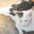 Jak wychować socjalnego kota: 10 wskazówek dla właścicieli