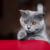 Szkocki prostowłosy: Przyjazny i ciekawski kot o krótkiej sierści