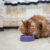Jak nauczyć kota używania kuwety na zewnątrz: Sposoby na kuwetę na tarasie czy ogródku